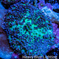 Ultra Fluffy Rhodactis Coral - Blue and Green 4cm Ultra Fluffy Rhodactis Coral - Blue and Green 4cm Animals & Pet Supplies Ultra Fluffy Rhodactis Coral - Blue and Green 4cm Zeo Box Reef