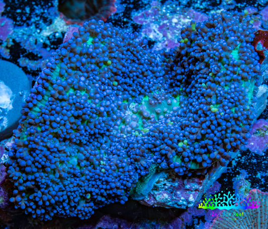 Ultra Fluffy Rhodactis Coral - Blue and Green 5cm WYSIWYG Ultra Fluffy Rhodactis Coral - Blue and Green 5cm WYSIWYG Animals & Pet Supplies Ultra Fluffy Rhodactis Coral - Blue and Green 5cm WYSIWYG Zeo Box Reef