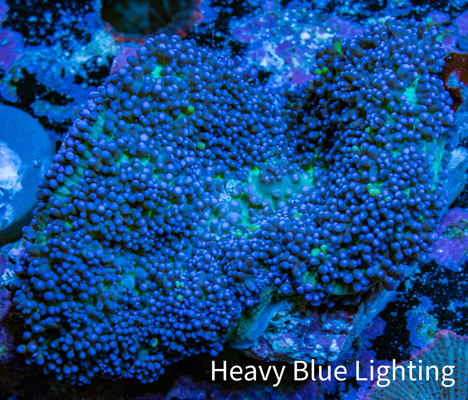 Ultra Fluffy Rhodactis Coral - Blue and Green 5cm WYSIWYG Ultra Fluffy Rhodactis Coral - Blue and Green 5cm WYSIWYG Animals & Pet Supplies Ultra Fluffy Rhodactis Coral - Blue and Green 5cm WYSIWYG Zeo Box Reef