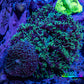 Ultra Fluffy Rhodactis Coral -  WYSIWYG 6cm Ultra Fluffy Rhodactis Coral -  WYSIWYG 6cm Animals & Pet Supplies Ultra Fluffy Rhodactis Coral -  WYSIWYG 6cm Zeo Box Reef