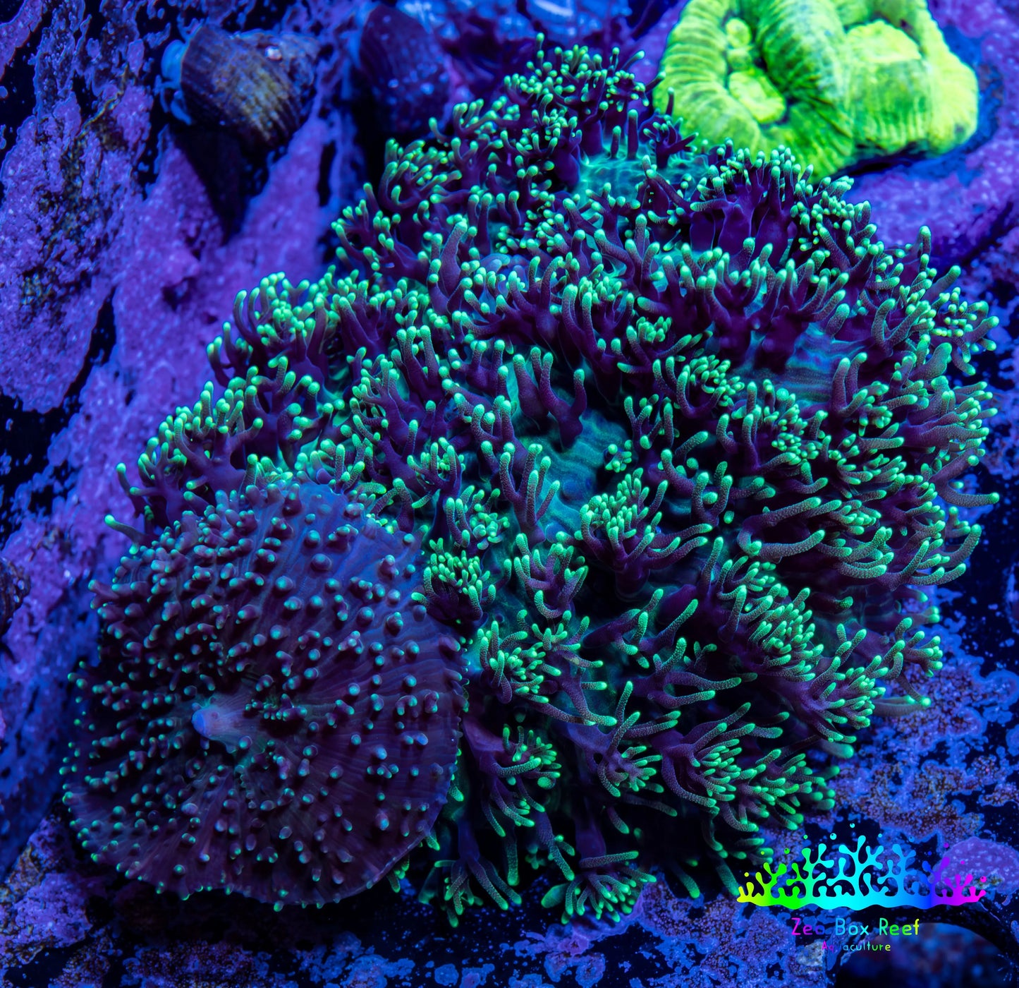 Ultra Fluffy Rhodactis Coral -  WYSIWYG 6cm Ultra Fluffy Rhodactis Coral -  WYSIWYG 6cm Animals & Pet Supplies Ultra Fluffy Rhodactis Coral -  WYSIWYG 6cm Zeo Box Reef