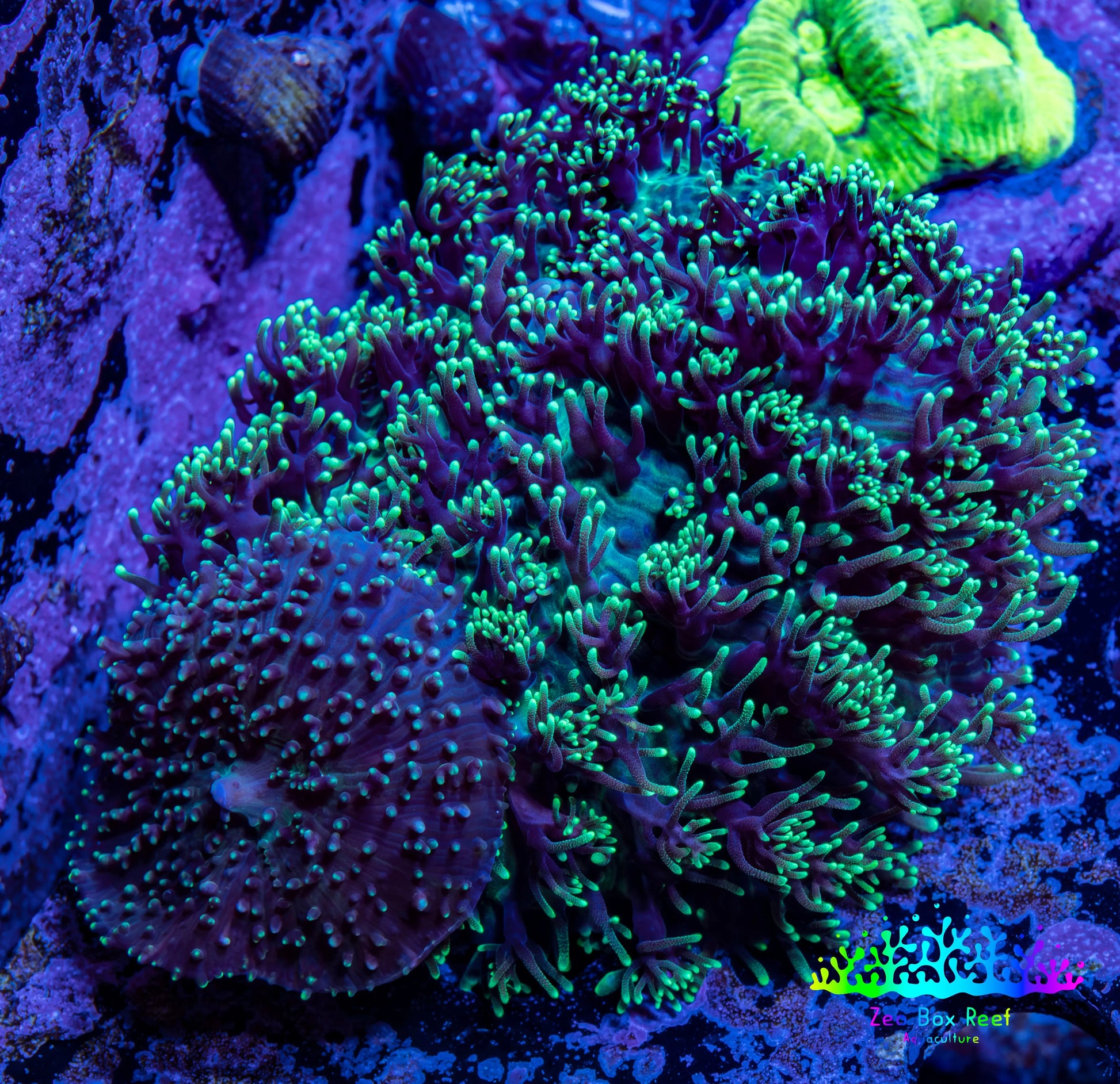 Ultra Fluffy Rhodactis Coral -  WYSIWYG 6cm Ultra Fluffy Rhodactis Coral -  WYSIWYG 6cm Animals & Pet Supplies Ultra Fluffy Rhodactis Coral -  WYSIWYG 6cm Zeo Box Reef