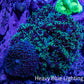 Ultra Fluffy Rhodactis Coral -  WYSIWYG 6cm Ultra Fluffy Rhodactis Coral -  WYSIWYG 6cm Animals & Pet Supplies Ultra Fluffy Rhodactis Coral -  WYSIWYG 6cm Zeo Box Reef