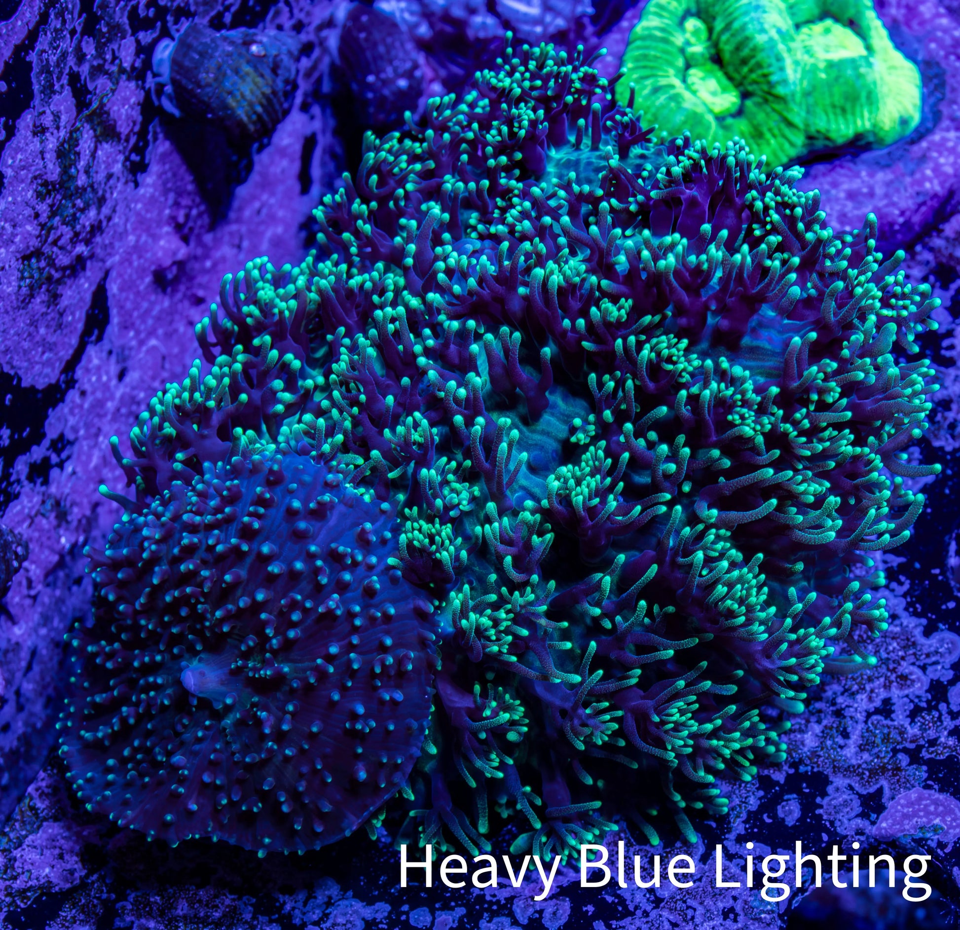 Ultra Fluffy Rhodactis Coral -  WYSIWYG 6cm Ultra Fluffy Rhodactis Coral -  WYSIWYG 6cm Animals & Pet Supplies Ultra Fluffy Rhodactis Coral -  WYSIWYG 6cm Zeo Box Reef