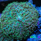 Ultra Fluffy Rhodactis Coral -  WYSIWYG 7cm Ultra Fluffy Rhodactis Coral -  WYSIWYG 7cm Animals & Pet Supplies Ultra Fluffy Rhodactis Coral -  WYSIWYG 7cm Zeo Box Reef