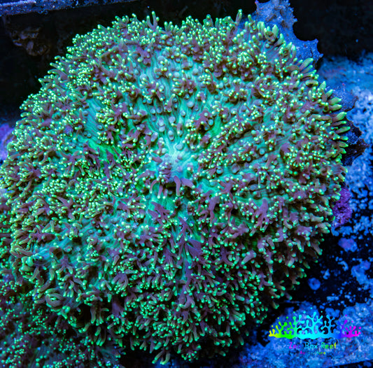 Ultra Fluffy Rhodactis Coral -  WYSIWYG 7cm Ultra Fluffy Rhodactis Coral -  WYSIWYG 7cm Animals & Pet Supplies Ultra Fluffy Rhodactis Coral -  WYSIWYG 7cm Zeo Box Reef