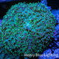 Ultra Fluffy Rhodactis Coral -  WYSIWYG 7cm Ultra Fluffy Rhodactis Coral -  WYSIWYG 7cm Animals & Pet Supplies Ultra Fluffy Rhodactis Coral -  WYSIWYG 7cm Zeo Box Reef
