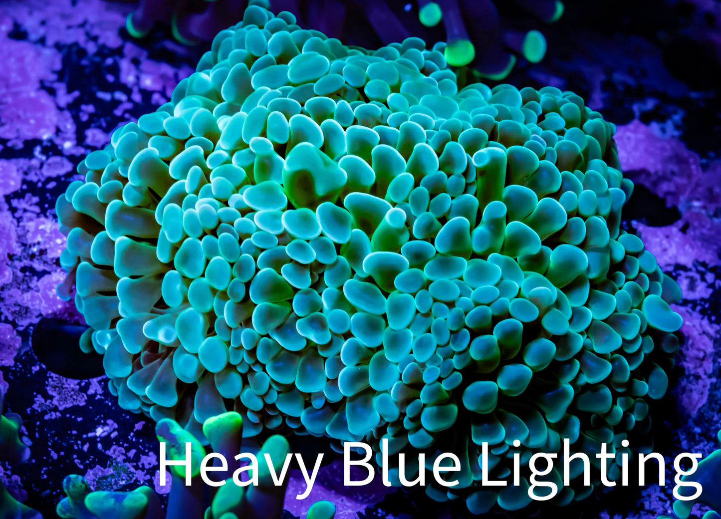 Ultra  Frammer Coral -  WYSIWYG 8cm C6R6B1 Ultra  Frammer Coral -  WYSIWYG 8cm C6R6B1 Aquarium Decor Ultra  Frammer Coral -  WYSIWYG 8cm C6R6B1 Zeo Box Reef