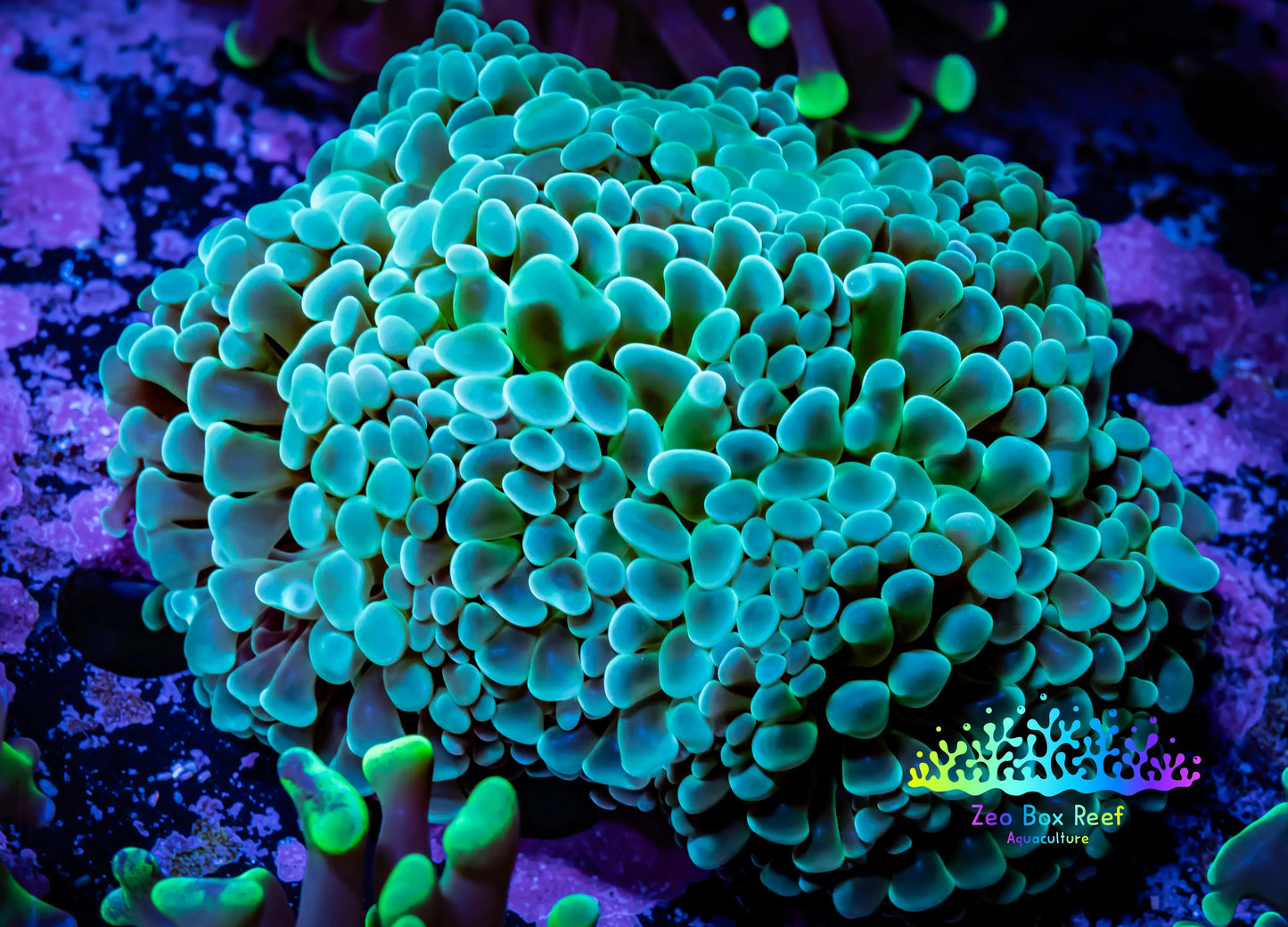 Ultra  Frammer Coral -  WYSIWYG 8cm C6R6B1 Ultra  Frammer Coral -  WYSIWYG 8cm C6R6B1 Aquarium Decor Ultra  Frammer Coral -  WYSIWYG 8cm C6R6B1 Zeo Box Reef