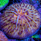 Ultra  Fungia Coral WYSIWYG 2.5cm E2R3B2 Ultra  Fungia Coral WYSIWYG 2.5cm E2R3B2 LPS Ultra  Fungia Coral WYSIWYG 2.5cm E2R3B2 Zeo Box Reef