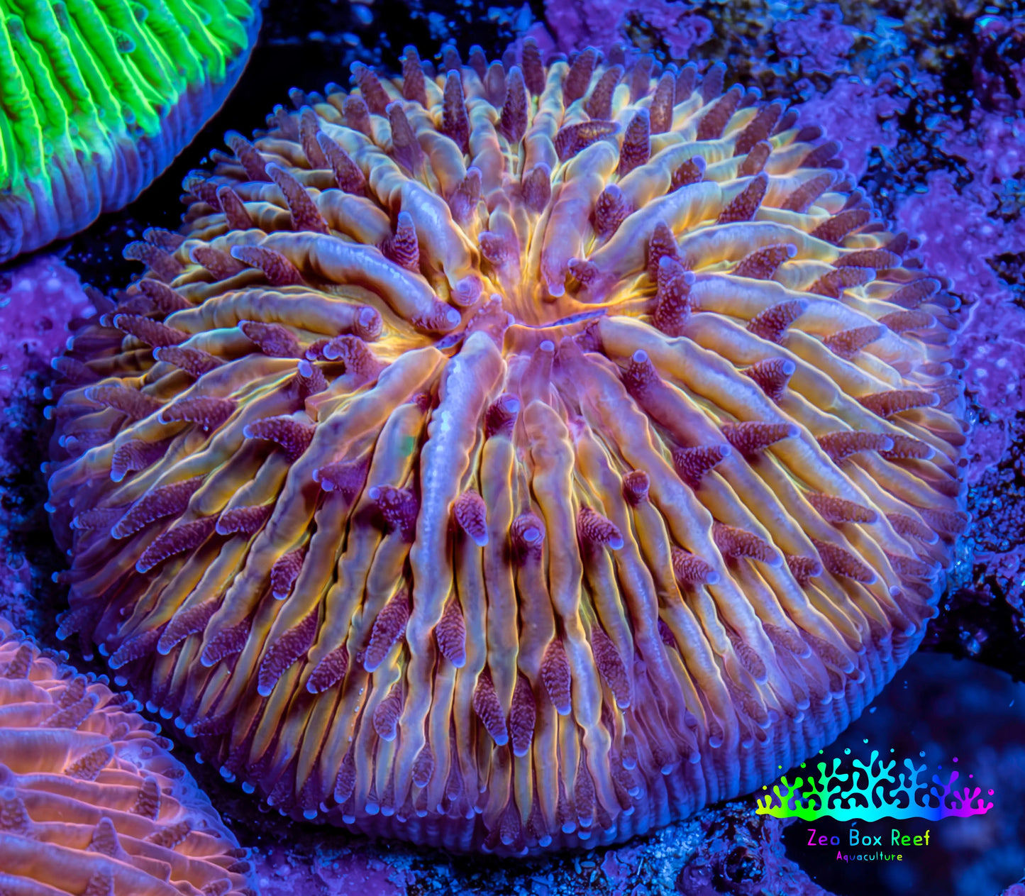 Ultra  Fungia Coral WYSIWYG 2.5cm E2R3B2 Ultra  Fungia Coral WYSIWYG 2.5cm E2R3B2 LPS Ultra  Fungia Coral WYSIWYG 2.5cm E2R3B2 Zeo Box Reef