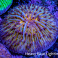 Ultra  Fungia Coral WYSIWYG 2.5cm E2R3B2 Ultra  Fungia Coral WYSIWYG 2.5cm E2R3B2 LPS Ultra  Fungia Coral WYSIWYG 2.5cm E2R3B2 Zeo Box Reef