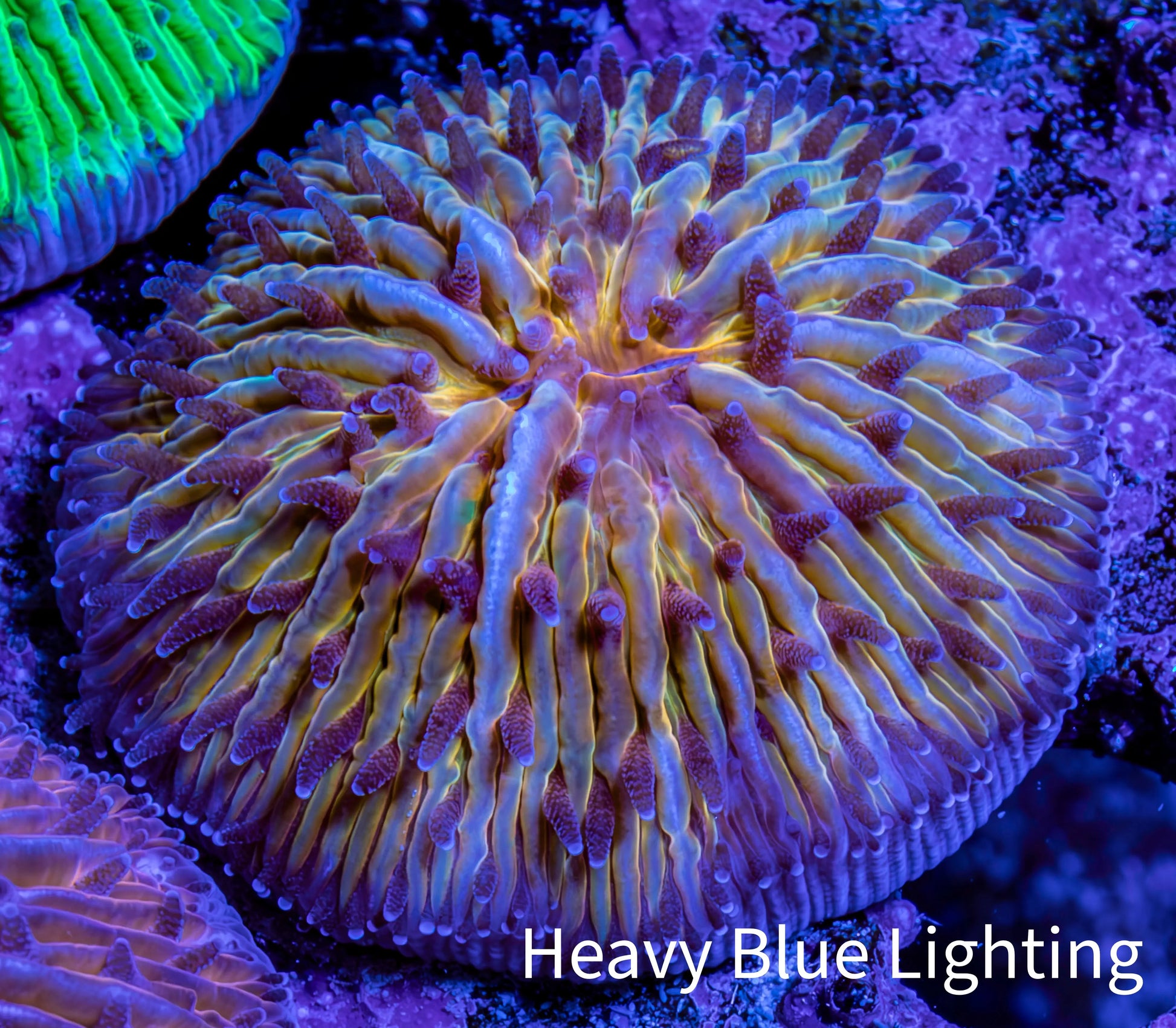 Ultra  Fungia Coral WYSIWYG 2.5cm E2R3B2 Ultra  Fungia Coral WYSIWYG 2.5cm E2R3B2 LPS Ultra  Fungia Coral WYSIWYG 2.5cm E2R3B2 Zeo Box Reef