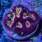 Ultra Glitter Favia Coral Frag WYSIWYG Ultra Glitter Favia Coral Frag WYSIWYG Aquarium Decor Ultra Glitter Favia Coral Frag WYSIWYG Zeo Box Reef