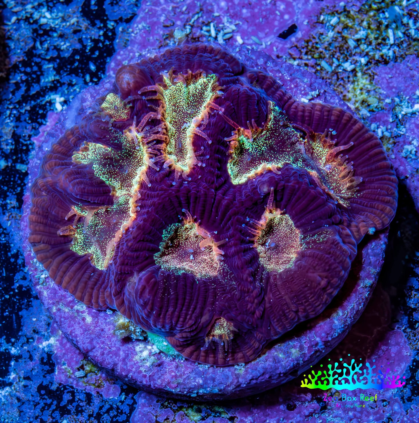 Ultra Glitter Favia Coral Frag WYSIWYG Ultra Glitter Favia Coral Frag WYSIWYG Aquarium Decor Ultra Glitter Favia Coral Frag WYSIWYG Zeo Box Reef