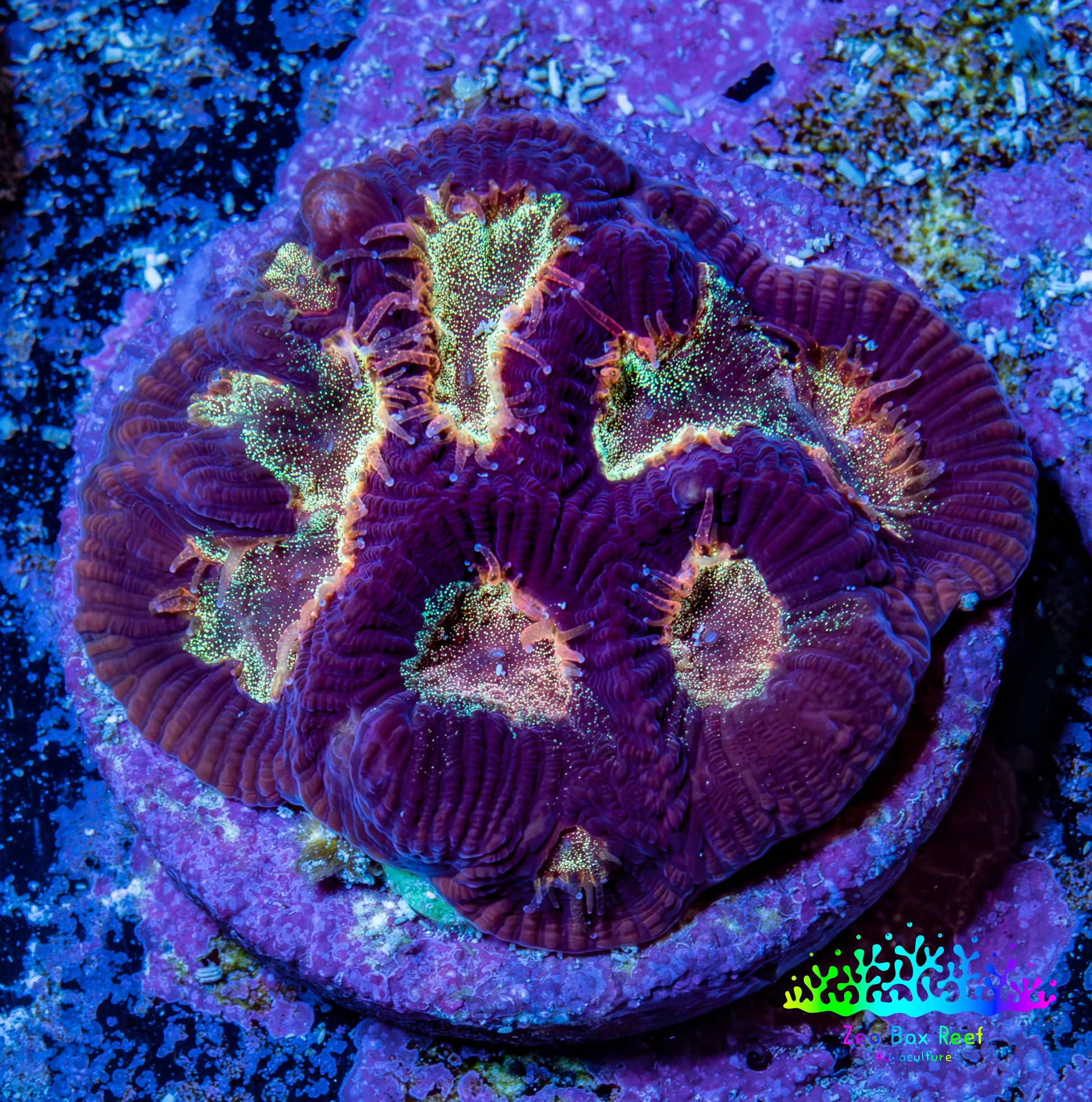 Ultra Glitter Favia Coral Frag WYSIWYG Ultra Glitter Favia Coral Frag WYSIWYG Aquarium Decor Ultra Glitter Favia Coral Frag WYSIWYG Zeo Box Reef