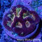 Ultra Glitter Favia Coral Frag WYSIWYG Ultra Glitter Favia Coral Frag WYSIWYG Aquarium Decor Ultra Glitter Favia Coral Frag WYSIWYG Zeo Box Reef