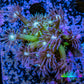 Ultra GlitterGoniopora Coral - Glitter Bomb Goni Frag - WYSIWYG Ultra GlitterGoniopora Coral - Glitter Bomb Goni Frag - WYSIWYG Animals & Pet Supplies Ultra GlitterGoniopora Coral - Glitter Bomb Goni Frag - WYSIWYG Zeo Box Reef