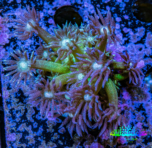 Ultra GlitterGoniopora Coral - Glitter Bomb Goni Frag - WYSIWYG Ultra GlitterGoniopora Coral - Glitter Bomb Goni Frag - WYSIWYG Animals & Pet Supplies Ultra GlitterGoniopora Coral - Glitter Bomb Goni Frag - WYSIWYG Zeo Box Reef