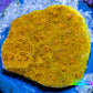 Ultra Gold Chalice Coral Frag WYSIWYG Ultra Gold Chalice Coral Frag WYSIWYG LPS Ultra Gold Chalice Coral Frag WYSIWYG Zeo Box Reef