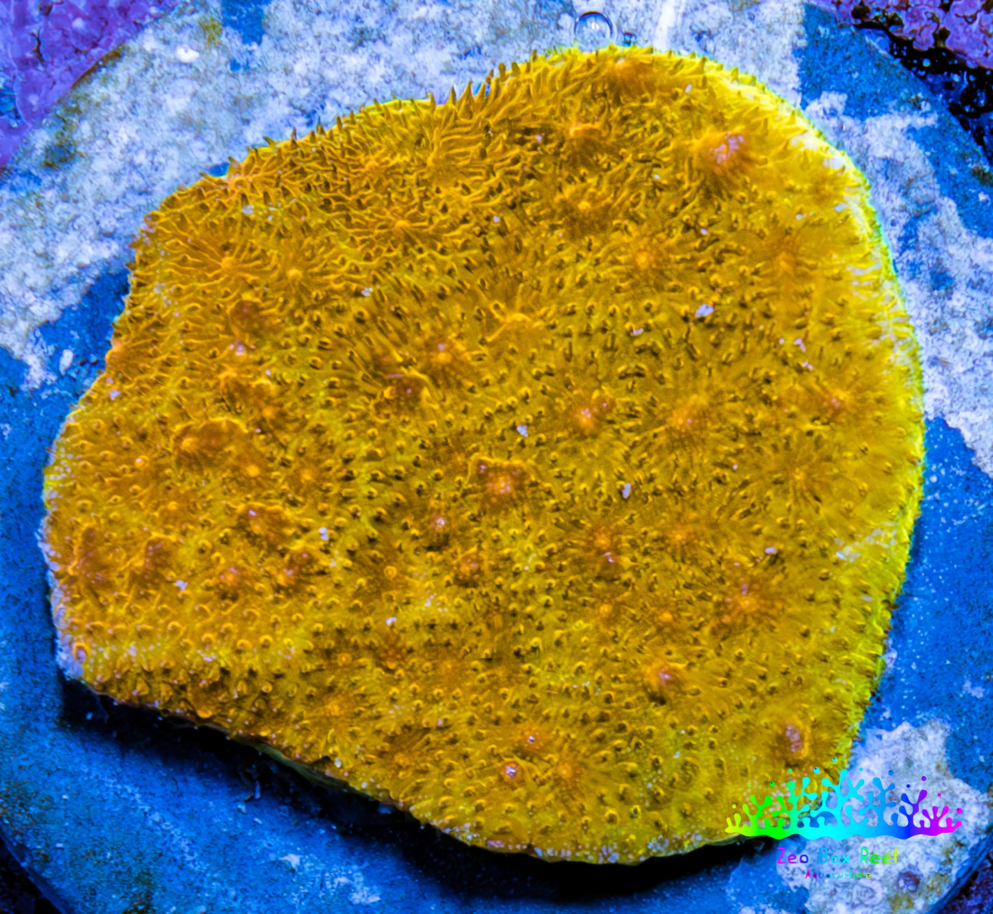 Ultra Gold Chalice Coral Frag WYSIWYG Ultra Gold Chalice Coral Frag WYSIWYG LPS Ultra Gold Chalice Coral Frag WYSIWYG Zeo Box Reef