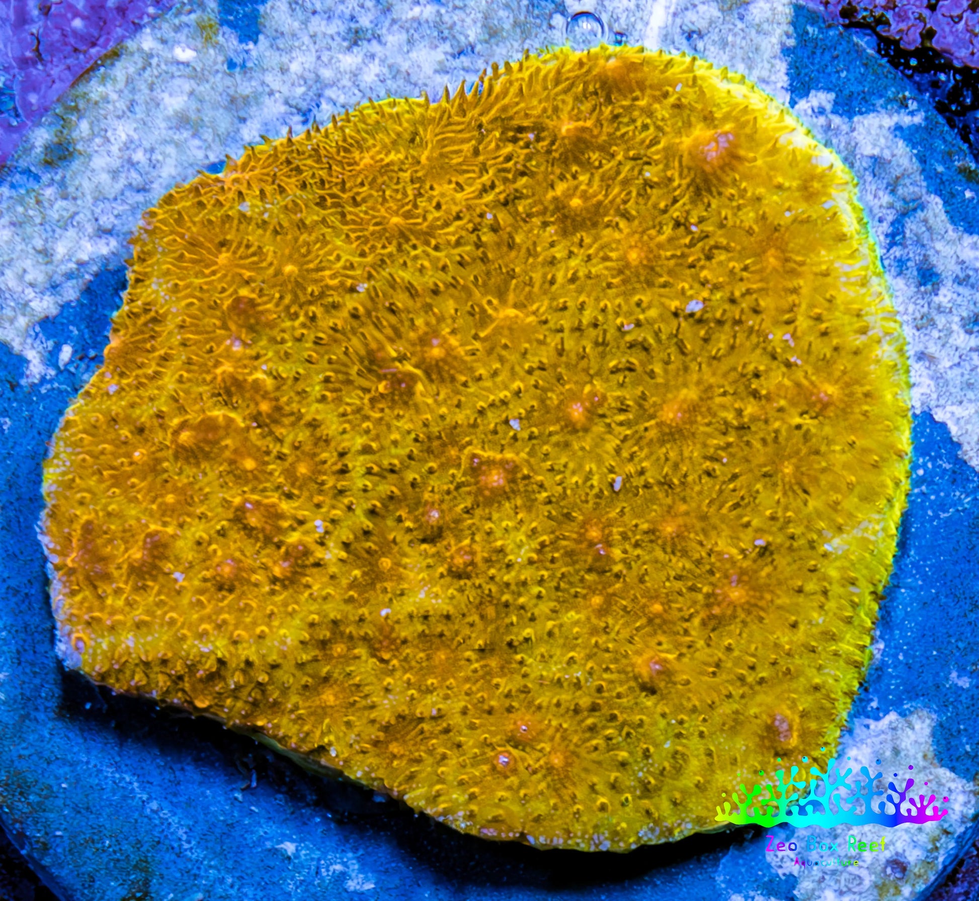 Ultra Gold Chalice Coral Frag WYSIWYG Ultra Gold Chalice Coral Frag WYSIWYG LPS Ultra Gold Chalice Coral Frag WYSIWYG Zeo Box Reef