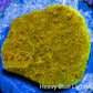 Ultra Gold Chalice Coral Frag WYSIWYG Ultra Gold Chalice Coral Frag WYSIWYG LPS Ultra Gold Chalice Coral Frag WYSIWYG Zeo Box Reef