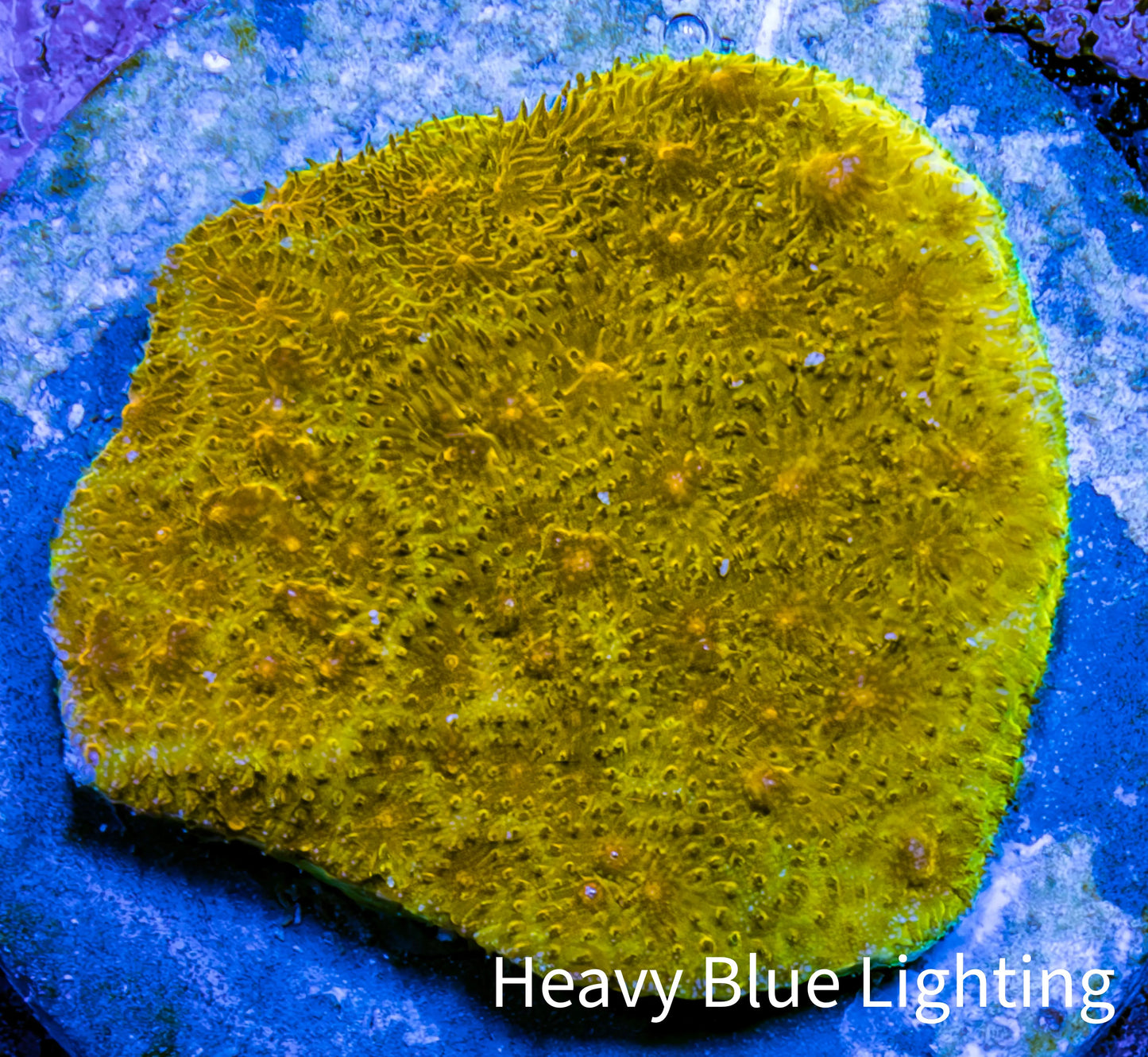 Ultra Gold Chalice Coral Frag WYSIWYG Ultra Gold Chalice Coral Frag WYSIWYG LPS Ultra Gold Chalice Coral Frag WYSIWYG Zeo Box Reef
