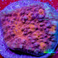 Ultra Gold Chalice Coral Frag WYSIWYG Ultra Gold Chalice Coral Frag WYSIWYG LPS Ultra Gold Chalice Coral Frag WYSIWYG Zeo Box Reef