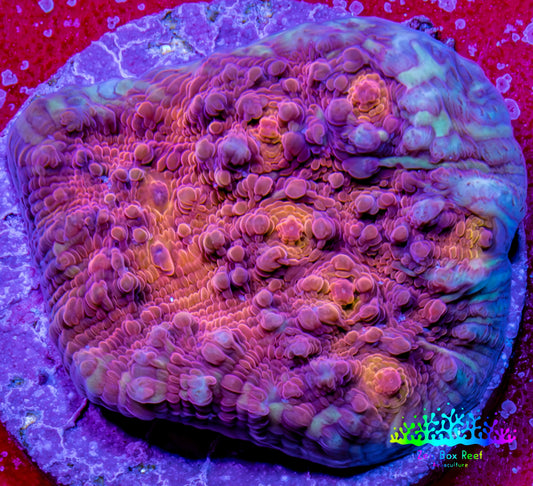 Ultra Gold Chalice Coral Frag WYSIWYG Ultra Gold Chalice Coral Frag WYSIWYG LPS Ultra Gold Chalice Coral Frag WYSIWYG Zeo Box Reef