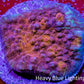 Ultra Gold Chalice Coral Frag WYSIWYG Ultra Gold Chalice Coral Frag WYSIWYG LPS Ultra Gold Chalice Coral Frag WYSIWYG Zeo Box Reef