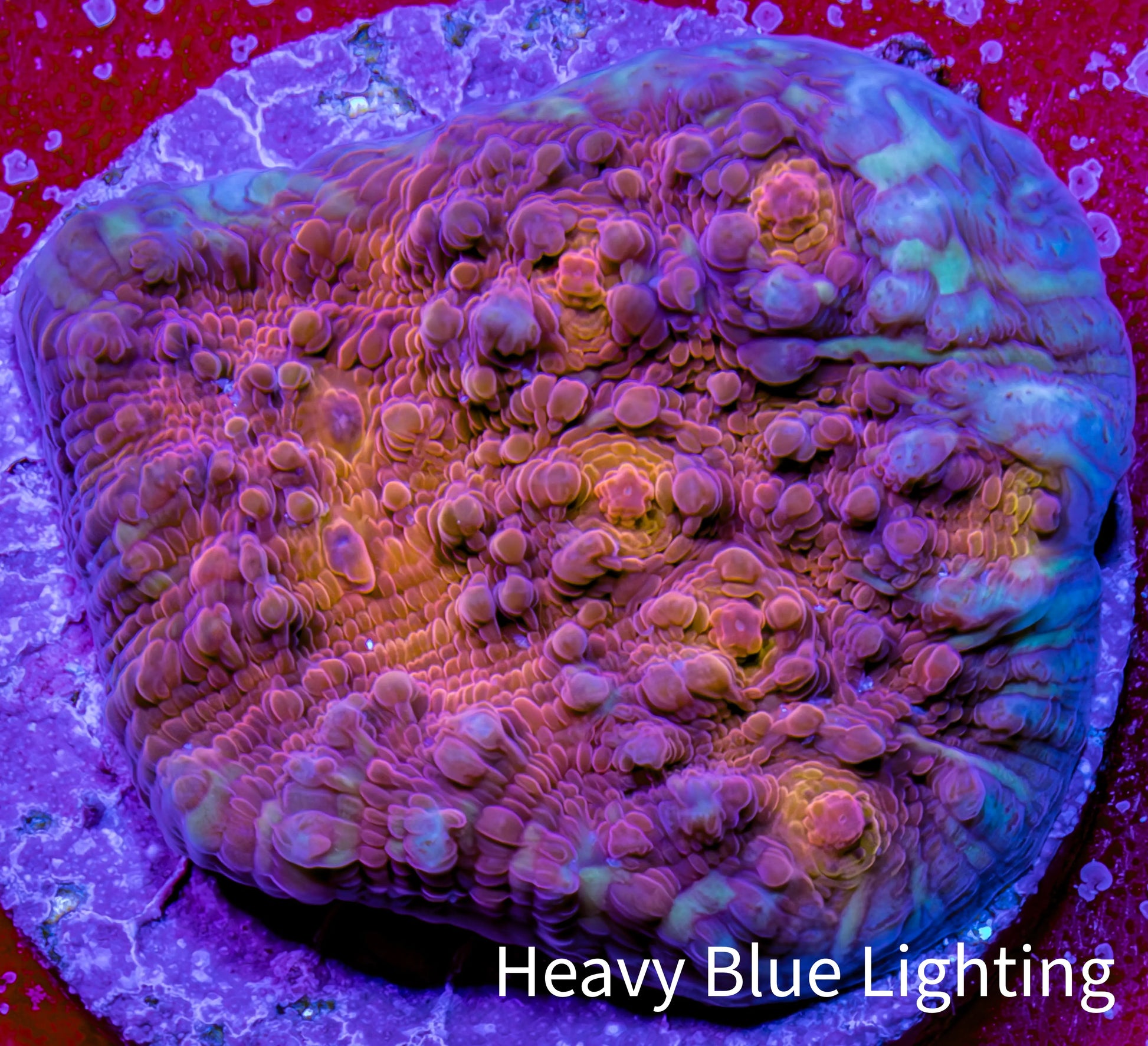 Ultra Gold Chalice Coral Frag WYSIWYG Ultra Gold Chalice Coral Frag WYSIWYG LPS Ultra Gold Chalice Coral Frag WYSIWYG Zeo Box Reef