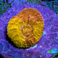 Ultra Gold Chalice Frag Ultra Gold Chalice Frag LPS Ultra Gold Chalice Frag Zeo Box Reef