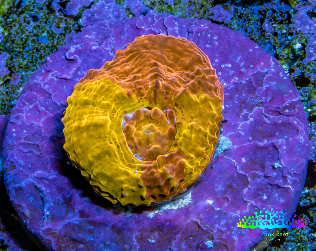 Ultra Gold Chalice Frag Ultra Gold Chalice Frag LPS Ultra Gold Chalice Frag Zeo Box Reef