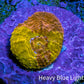 Ultra Gold Chalice Frag Ultra Gold Chalice Frag LPS Ultra Gold Chalice Frag Zeo Box Reef