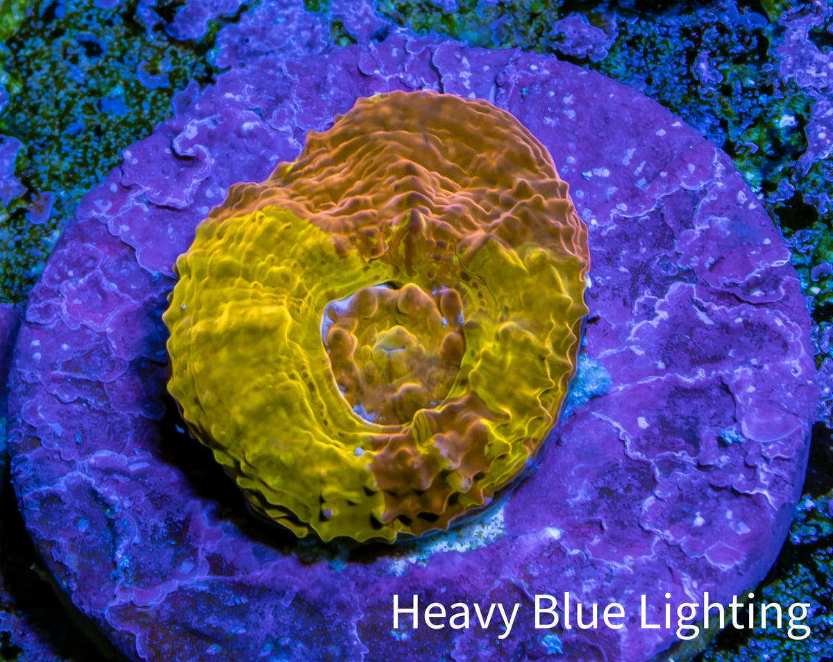 Ultra Gold Chalice Frag Ultra Gold Chalice Frag LPS Ultra Gold Chalice Frag Zeo Box Reef