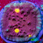 Ultra Gold Eye Chalice Coral Frag WYSIWYG Ultra Gold Eye Chalice Coral Frag WYSIWYG LPS Ultra Gold Eye Chalice Coral Frag WYSIWYG Zeo Box Reef