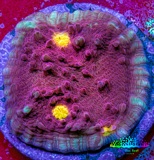 Ultra Gold Eye Chalice Coral Frag WYSIWYG Ultra Gold Eye Chalice Coral Frag WYSIWYG LPS Ultra Gold Eye Chalice Coral Frag WYSIWYG Zeo Box Reef