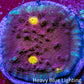 Ultra Gold Eye Chalice Coral Frag WYSIWYG Ultra Gold Eye Chalice Coral Frag WYSIWYG LPS Ultra Gold Eye Chalice Coral Frag WYSIWYG Zeo Box Reef