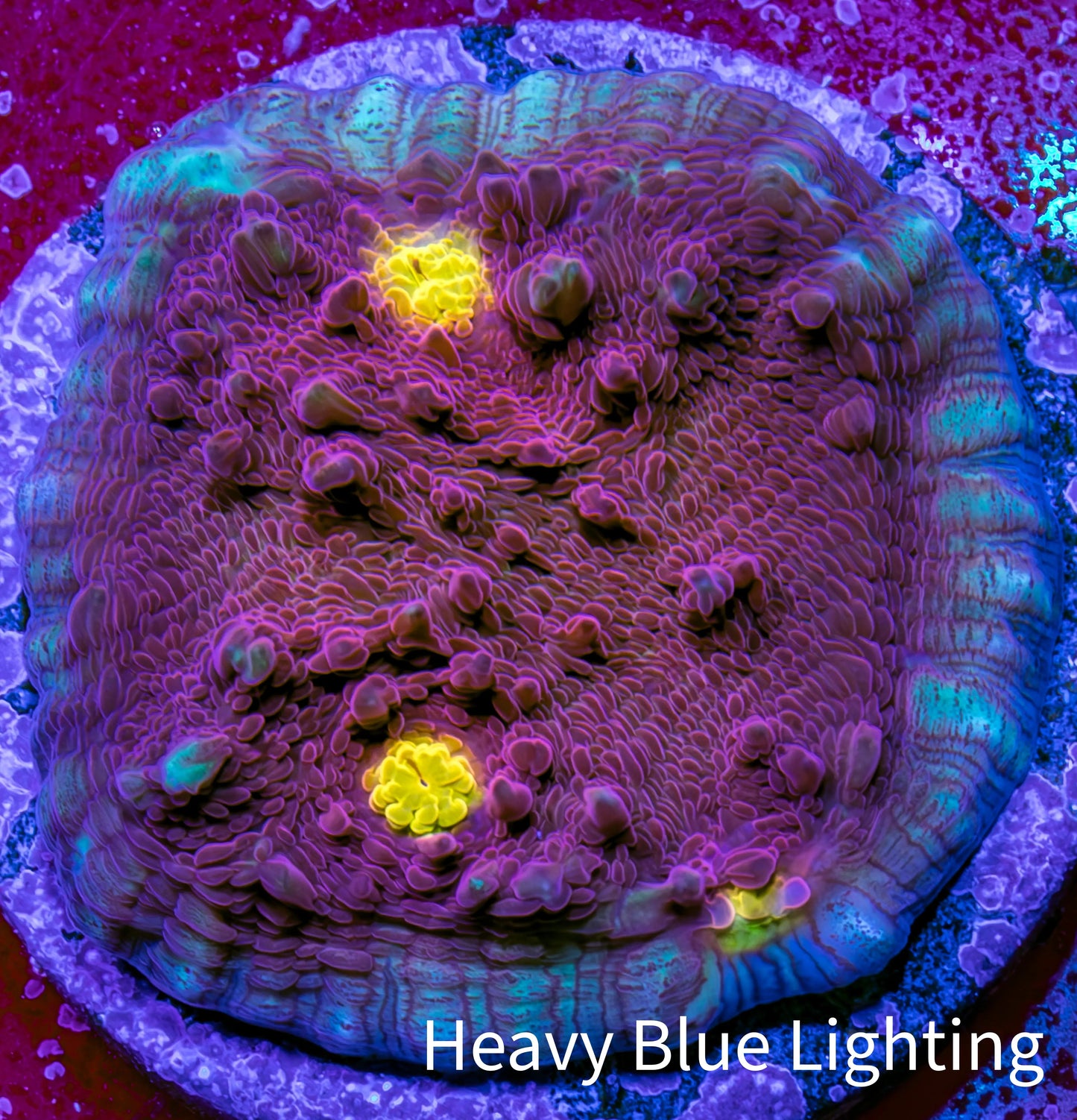 Ultra Gold Eye Chalice Coral Frag WYSIWYG Ultra Gold Eye Chalice Coral Frag WYSIWYG LPS Ultra Gold Eye Chalice Coral Frag WYSIWYG Zeo Box Reef