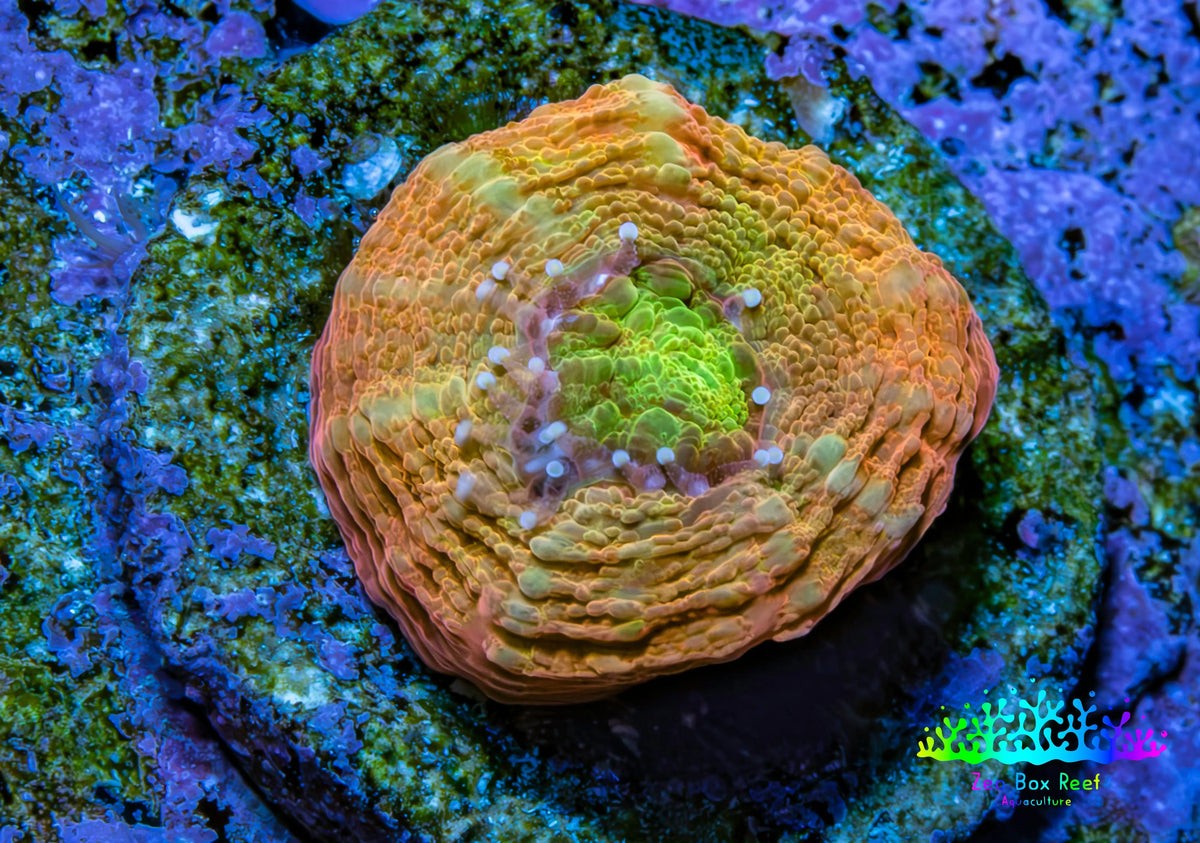 Ultra Gold -Orange  & Green Scolymia Coral Frag, WYSIWYG Ultra Gold -Orange  & Green Scolymia Coral Frag, WYSIWYG LPS Ultra Gold -Orange  & Green Scolymia Coral Frag, WYSIWYG Zeo Box Reef
