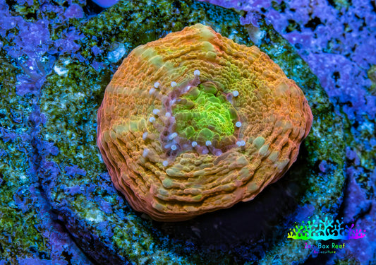 Ultra Gold -Orange  & Green Scolymia Coral Frag, WYSIWYG Ultra Gold -Orange  & Green Scolymia Coral Frag, WYSIWYG LPS Ultra Gold -Orange  & Green Scolymia Coral Frag, WYSIWYG Zeo Box Reef