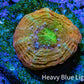 Ultra Gold -Orange  & Green Scolymia Coral Frag, WYSIWYG Ultra Gold -Orange  & Green Scolymia Coral Frag, WYSIWYG LPS Ultra Gold -Orange  & Green Scolymia Coral Frag, WYSIWYG Zeo Box Reef