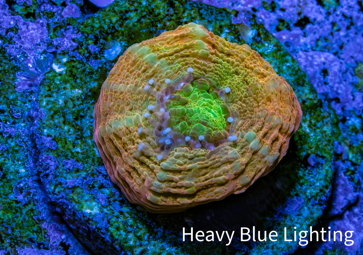 Ultra Gold -Orange  & Green Scolymia Coral Frag, WYSIWYG Ultra Gold -Orange  & Green Scolymia Coral Frag, WYSIWYG LPS Ultra Gold -Orange  & Green Scolymia Coral Frag, WYSIWYG Zeo Box Reef