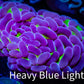Ultra Gold Stem Purple Tip Hammer Coral -  WYSIWYG 6cm D4R5B1 Ultra Gold Stem Purple Tip Hammer Coral -  WYSIWYG 6cm D4R5B1 Aquarium Decor Ultra Gold Stem Purple Tip Hammer Coral -  WYSIWYG 6cm D4R5B1 Zeo Box Reef