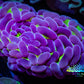 Ultra Gold Stem Purple Tip Hammer Coral -  WYSIWYG 6cm D4R5B1 Ultra Gold Stem Purple Tip Hammer Coral -  WYSIWYG 6cm D4R5B1 Aquarium Decor Ultra Gold Stem Purple Tip Hammer Coral -  WYSIWYG 6cm D4R5B1 Zeo Box Reef
