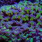 Ultra Gold Stem Purple Tip Hammer Coral WYSIWYG 9cm B3R5B1 Ultra Gold Stem Purple Tip Hammer Coral WYSIWYG 9cm B3R5B1 Aquarium Decor Ultra Gold Stem Purple Tip Hammer Coral WYSIWYG 9cm B3R5B1 Zeo Box Reef