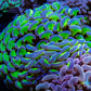 Ultra Gold Stem Purple Tip Hammer Coral WYSIWYG 9cm C3R5B1 Ultra Gold Stem Purple Tip Hammer Coral WYSIWYG 9cm C3R5B1 Aquarium Decor Ultra Gold Stem Purple Tip Hammer Coral WYSIWYG 9cm C3R5B1 Zeo Box Reef