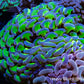 Ultra Gold Stem Purple Tip Hammer Coral WYSIWYG 9cm C3R5B1 Ultra Gold Stem Purple Tip Hammer Coral WYSIWYG 9cm C3R5B1 Aquarium Decor Ultra Gold Stem Purple Tip Hammer Coral WYSIWYG 9cm C3R5B1 Zeo Box Reef