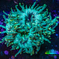 Ultra Gold Tip Elegance Coral, WYSIWYG 6cm Ultra Gold Tip Elegance Coral, WYSIWYG 6cm Aquarium Decor Ultra Gold Tip Elegance Coral, WYSIWYG 6cm Zeo Box Reef